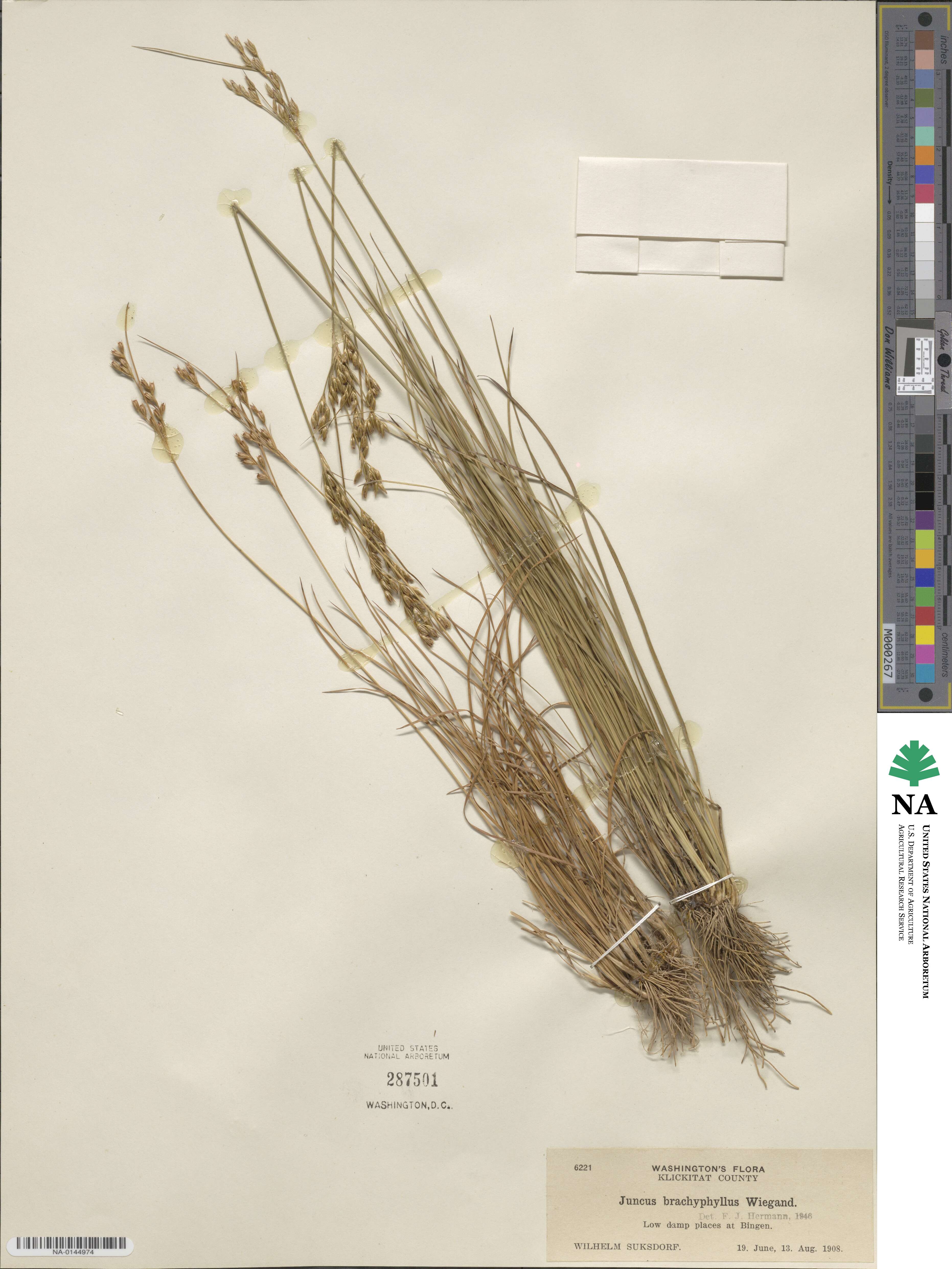 Juncus brachyphyllus image
