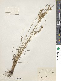 Juncus tenuis image