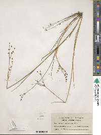 Juncus articulatus subsp. articulatus image