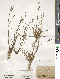 Juncus articulatus image