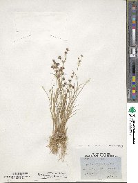 Juncus articulatus subsp. articulatus image