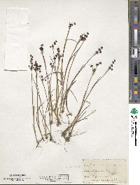 Juncus articulatus image