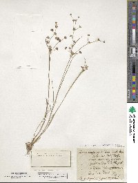 Juncus articulatus subsp. articulatus image