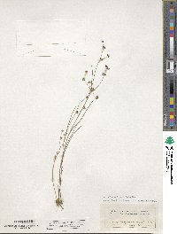 Juncus articulatus image