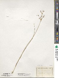 Juncus articulatus subsp. articulatus image