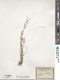 Juncus articulatus subsp. articulatus image