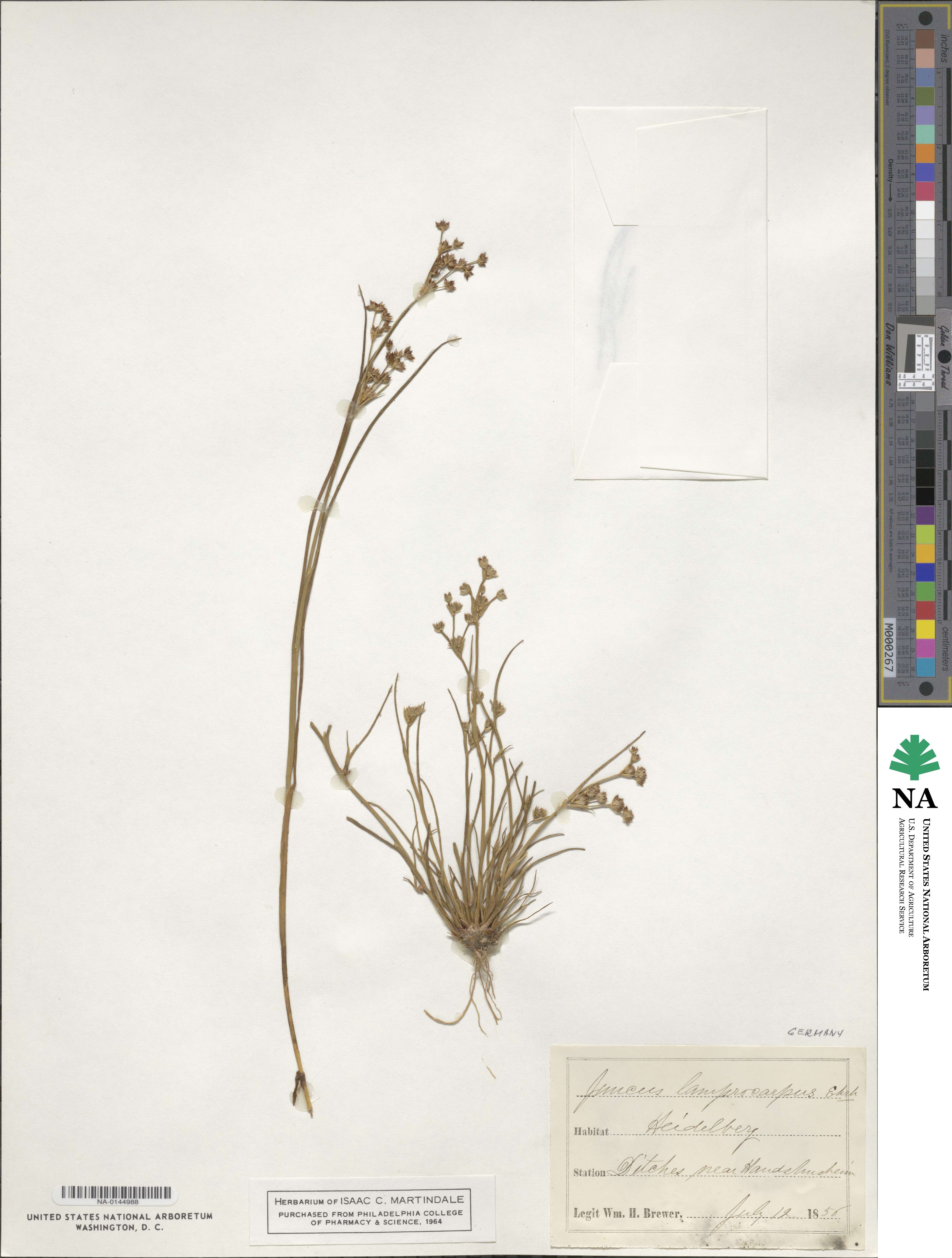 Juncus articulatus subsp. articulatus image