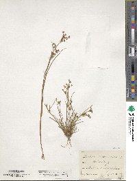 Juncus articulatus subsp. articulatus image