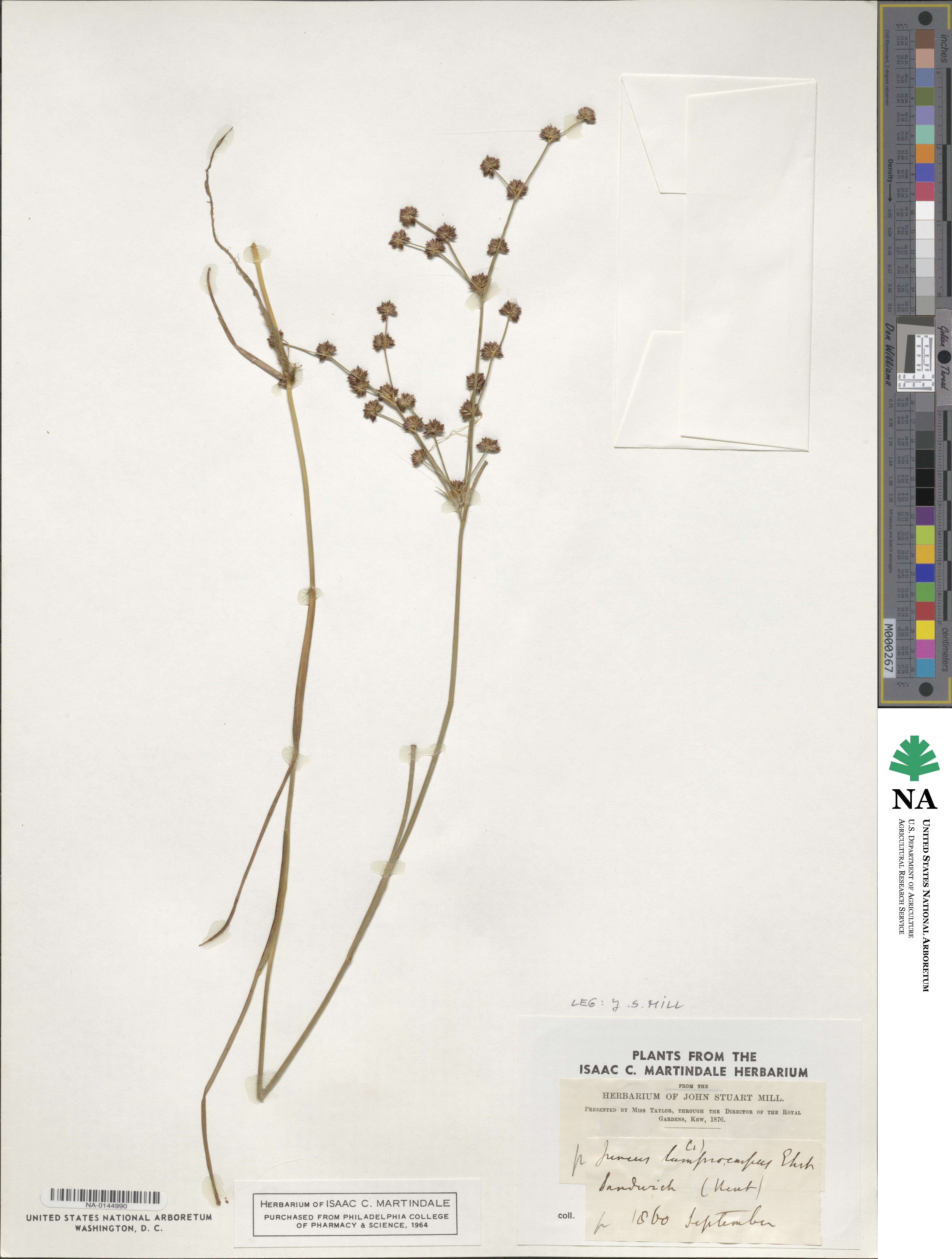 Juncus articulatus subsp. articulatus image