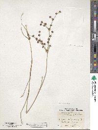 Juncus articulatus image