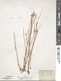 Juncus articulatus image