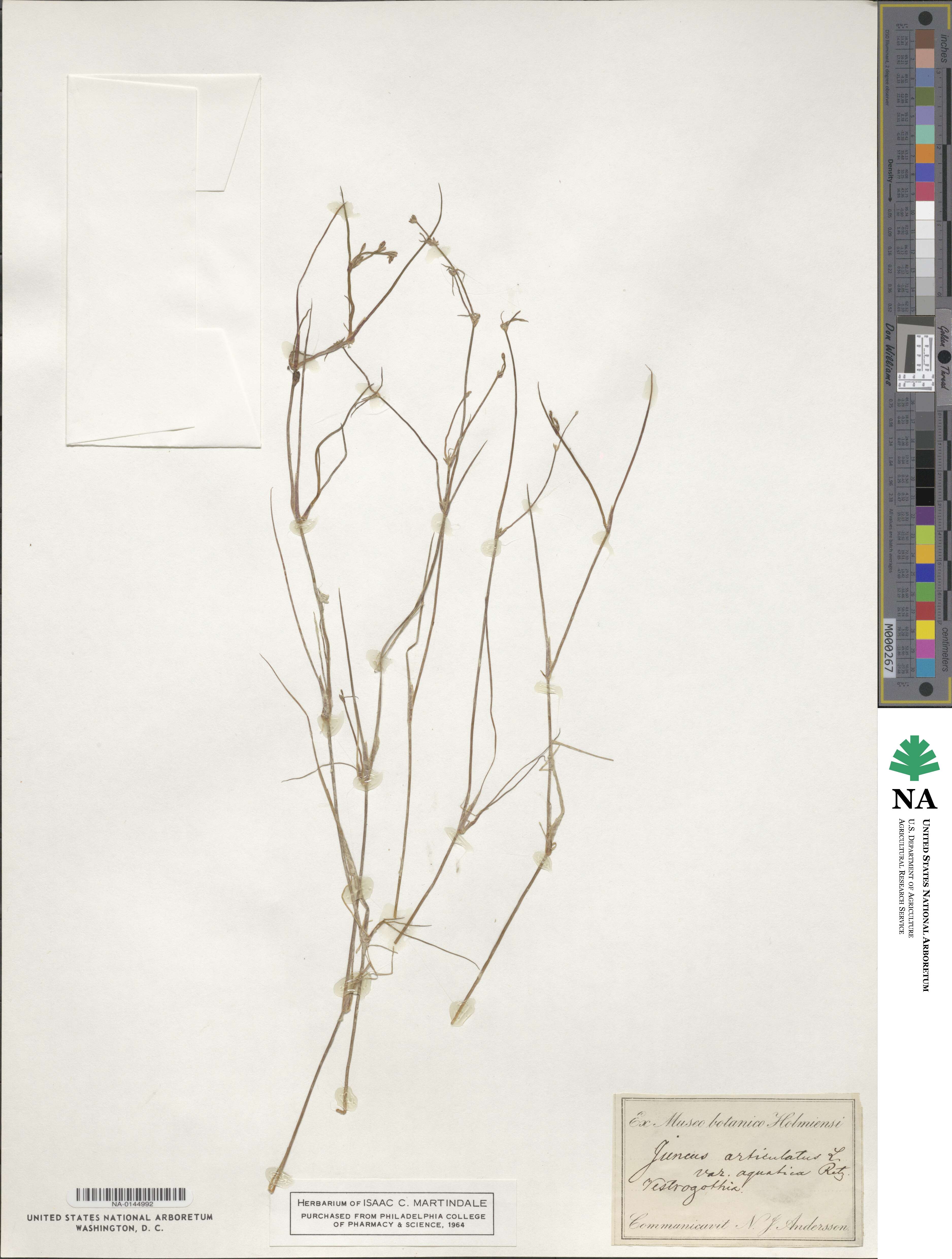 Juncus articulatus subsp. articulatus image