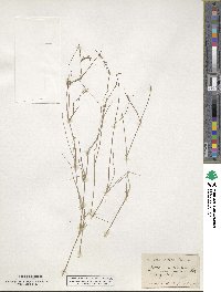 Juncus articulatus subsp. articulatus image