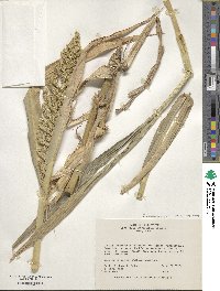 Echinochloa crus-galli image