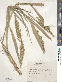 Echinochloa crus-galli image