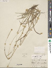 Paspalum setaceum var. setaceum image