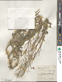Brassica juncea image
