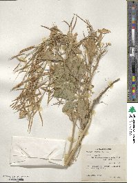 Brassica juncea image