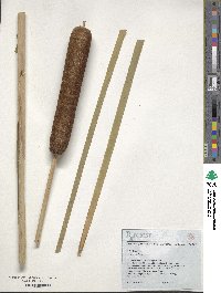 Typha latifolia image