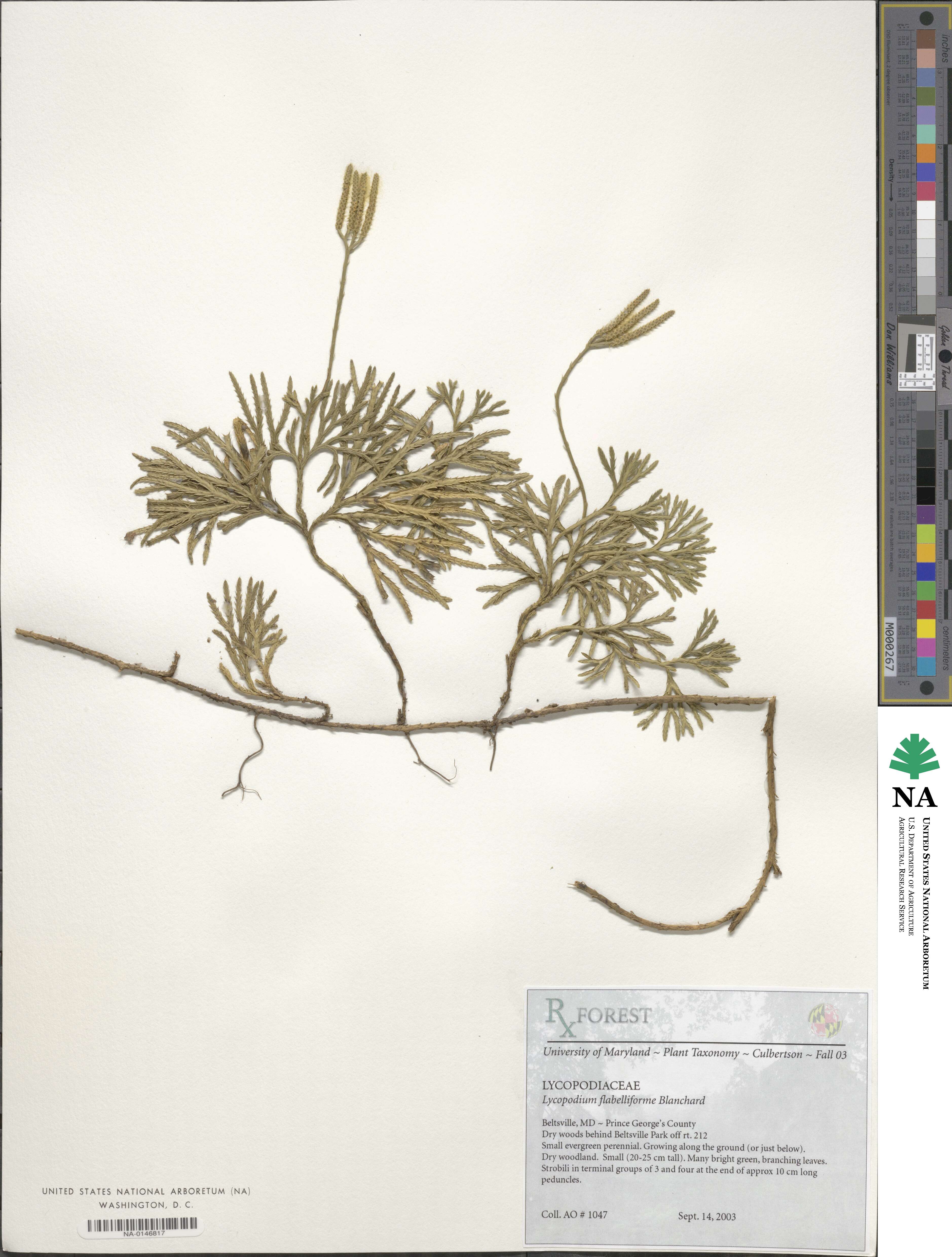 Diphasiastrum digitatum image