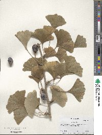 Ginkgo biloba image