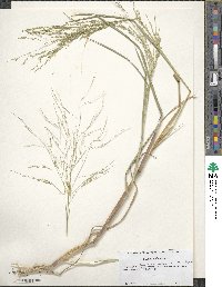 Anthoxanthum nitens image