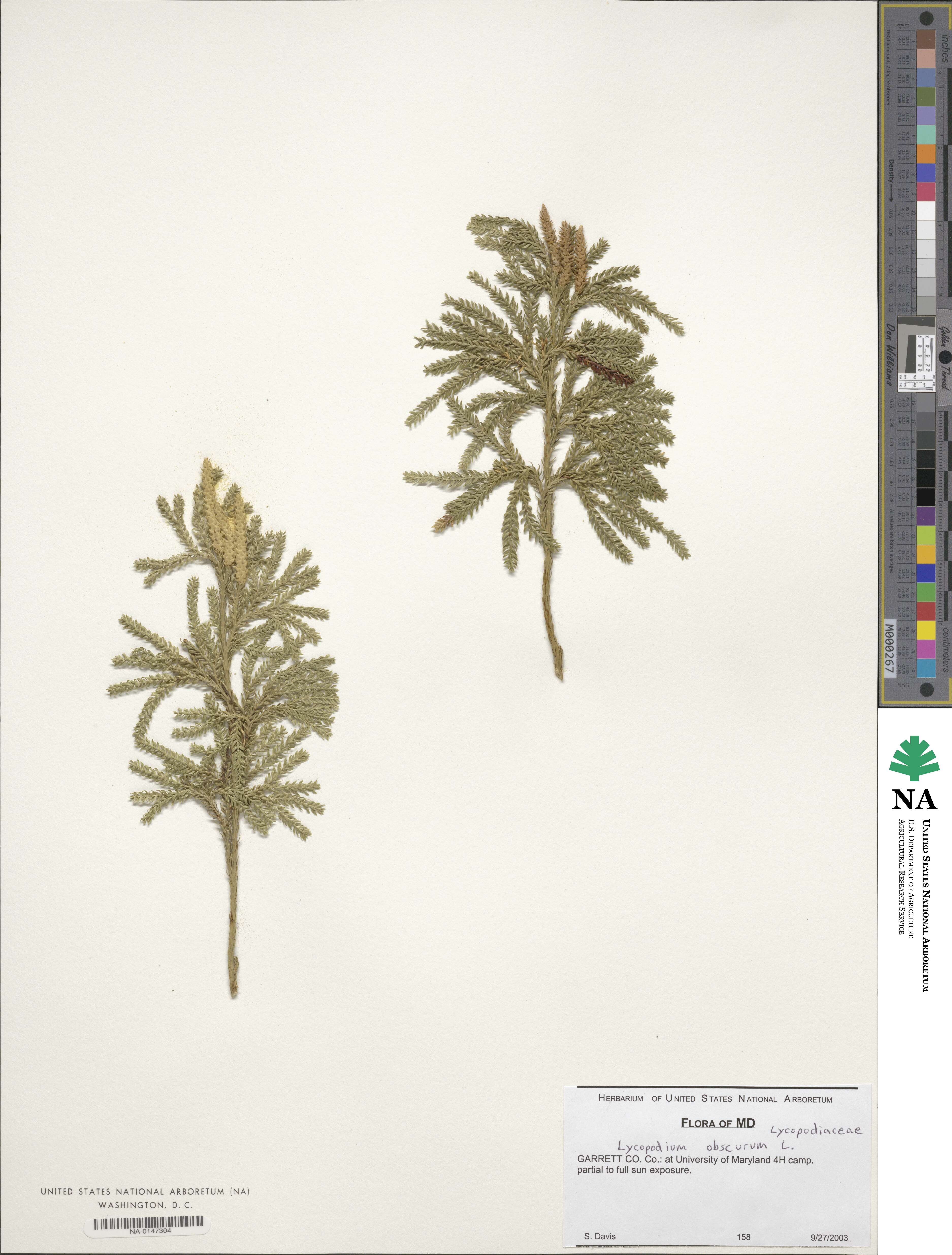 Dendrolycopodium obscurum image