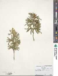 Dendrolycopodium obscurum image