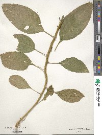 Phytolacca americana image