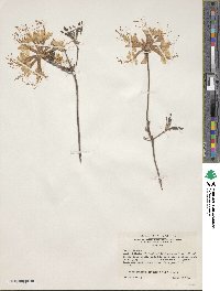 Rhododendron canescens image