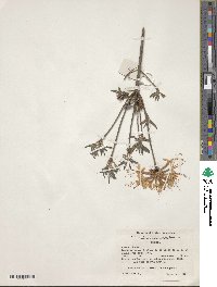 Rhododendron canescens image