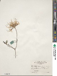 Rhododendron canescens image