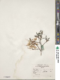 Rhododendron canescens image