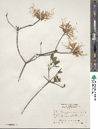 Rhododendron canescens image