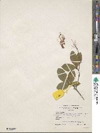 Rhododendron canescens image