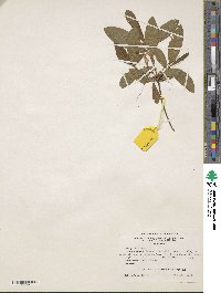 Rhododendron canescens image