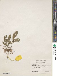 Rhododendron canescens image