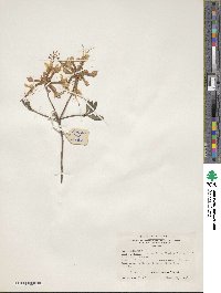 Rhododendron canescens image