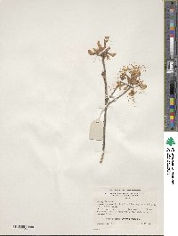 Rhododendron canescens image