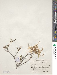 Rhododendron canescens image