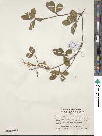 Rhododendron canescens image