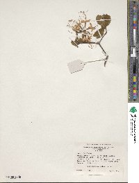 Rhododendron periclymenoides image
