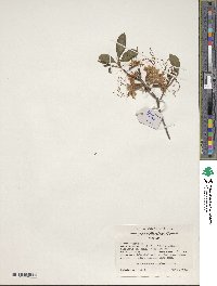 Rhododendron periclymenoides image