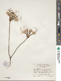 Rhododendron periclymenoides image