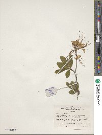 Rhododendron periclymenoides image