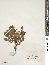 Rhododendron periclymenoides image