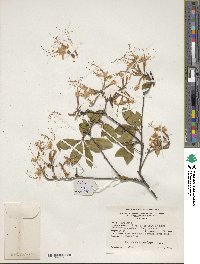Rhododendron periclymenoides image