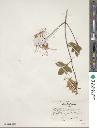 Rhododendron periclymenoides image