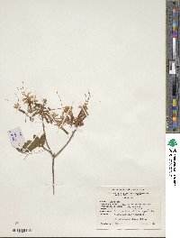 Rhododendron periclymenoides image