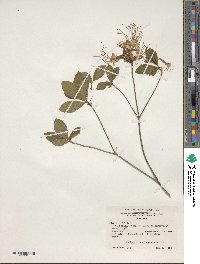 Rhododendron periclymenoides image